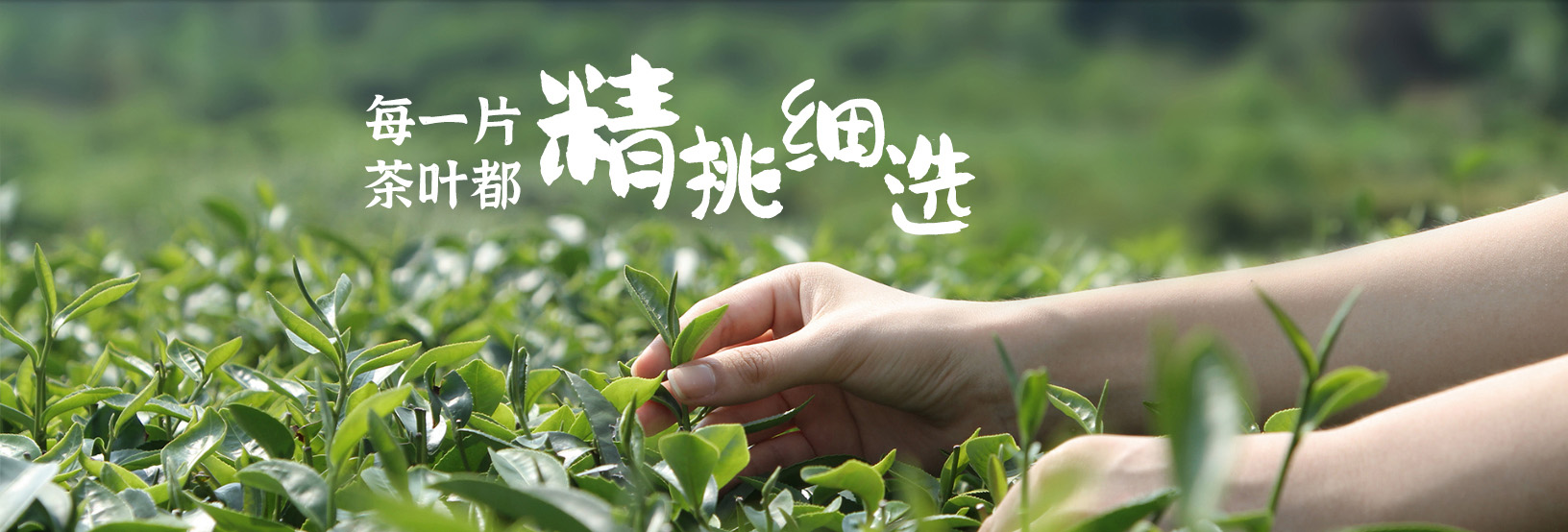 通栏囄���